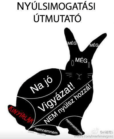 Néhány fontos információ a nyulakról Nem rágcsáló Nem szereti, ha az álla alatt simogatjuk (harap!