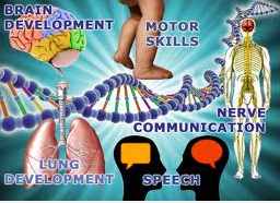 FOXP2 gén és a FOXP2 protein funkciói transzkripciós faktor a motoros cortex kiépülése az arc és száj