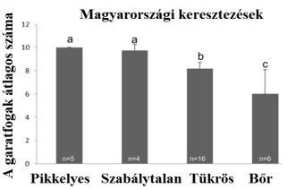 a garatfog szerkezetének gyengülése, számuk csökkenése (átlag 6 db) mutatkozott (2. táblázat). A) B) Átlagos Fenotípus kopoltyútüske garatfog testhossz Bőr 21,83 6 12,02 Pikkelyes 25,4 10 15 2.