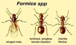 Gyepi hangya (Tetramorium caespitum) Kis fekete hangya