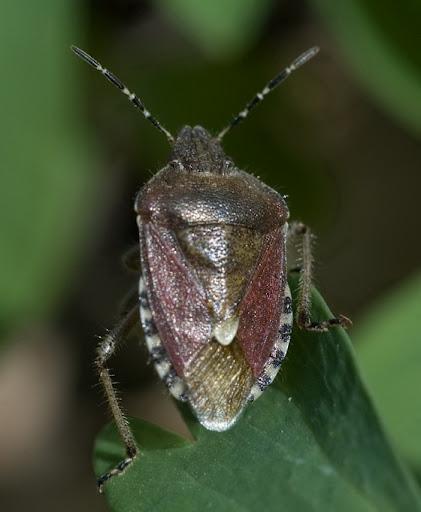 Platán-csipkéspoloska (Corythusa ciliata) Hársbodobács (Oxycarenus lavaterae)