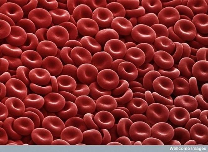 Vörös vérsejtek Itt úgy néznek ki, mintha kis fahéjcukorkák lennének, de valójában ezek az emberi test leggyakoribb sejtjei a vörös vérsejtek ( RBCs).