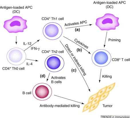 sejt citotoxicitás függ a CD4+ T sejt támogatásától CD4+ T sejt és a CD8+T sejt közelség fontos CD4+T