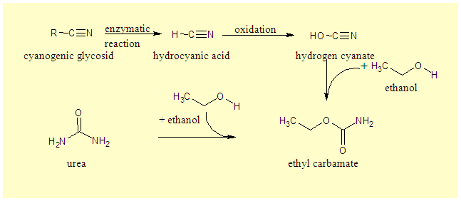 Etil- karbamát képződése Etil-karbamát azonban nem képződhet HCN és etanol reakciójában