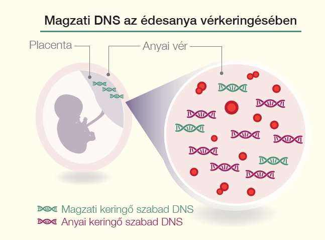 Nem invazív prenatális tesztelés - NIPT Módszerek: MPS Random DNS-szekvenálás SNP alapú Kritikus: Magzati DNS mennyisége (fetal