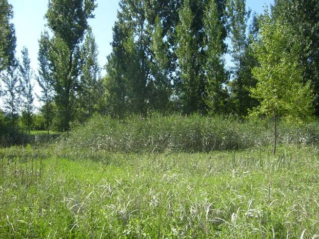 Főzliget, nagy borítású parti szılı (Vitis riparia), a kiszáradt holtágban csigolya bokorfüzes, ahol fodros lórom (Rumex crispus) tömeges.