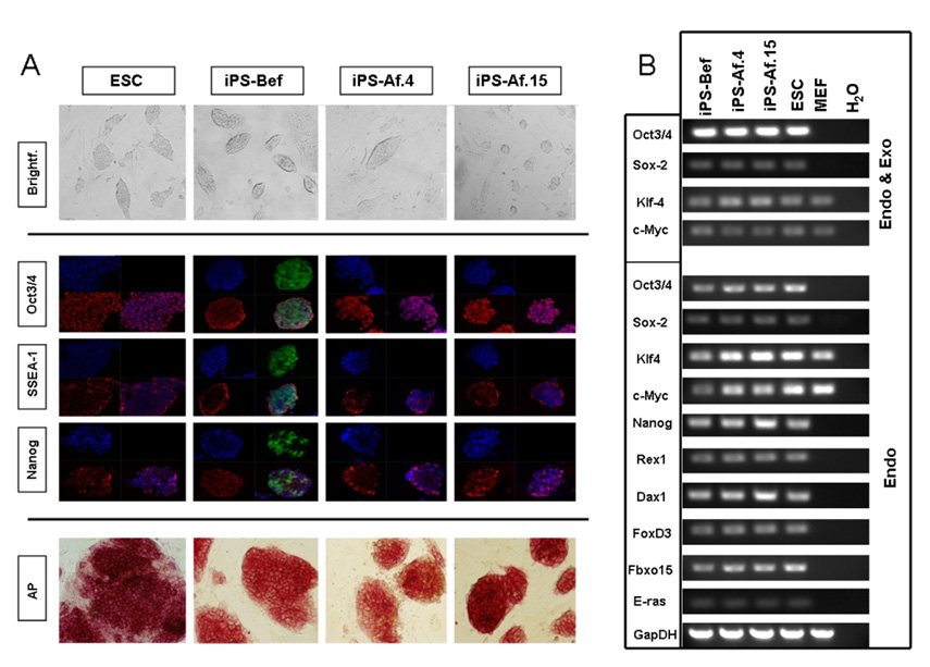3. ábra Az IPS vonalak in vitro kardiális differenciációs képessége Az IPS ek pluripotenciájának további jellemzéseként,