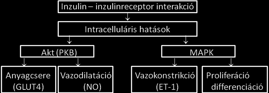 5 4. ábra Sematikus ábra az inzulin intracelluláris jelátviteléről. Az ún. inzulinrezisztencia esetén csak az Akt (PKB) útvonal károsodik, a MAPK útvonal intakt marad.