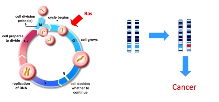 2. Proto-onkog onkogéneknek A proto-onkogének az a normális funkciója, hogy a sejtek növekedését és osztódását váltják ki,