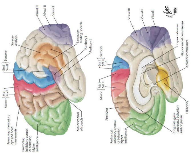 II.1. Roham a dorsolaterális kortexben Lokalizációs sajátság: Gyakran nincs szembetűnő motoros tünet.