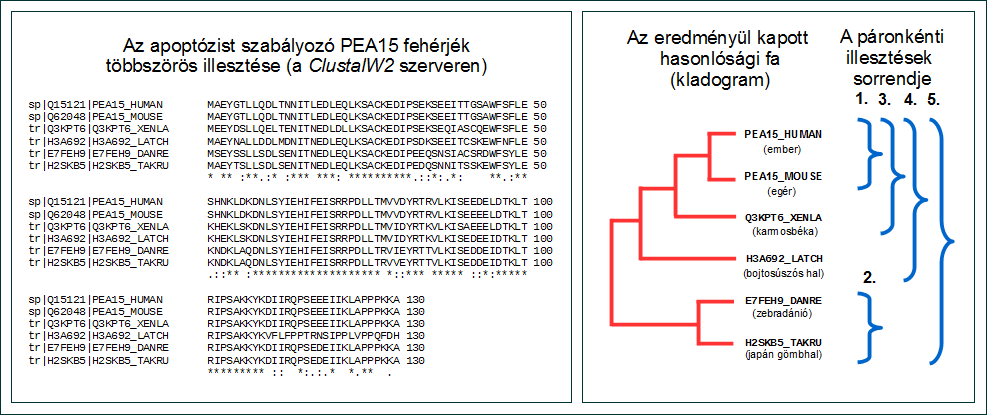 10.2.5. Többszörös illesztések (multiple alignments). A Clustal programcsomag Az egyszerűbb feladatok megoldására a páronkénti illesztés általában megfelel.