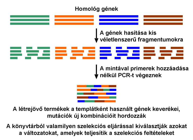 segítségével kombinatorikus könyvtár állítható elő. A rekombináció előnye tehát a többi mutagenezis technikával szemben, hogy több cikluson keresztül zajló molekuláris evolúcióra ad lehetőséget. 16.3.