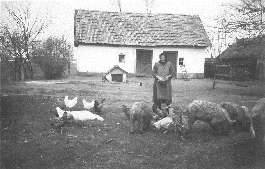 Tradicionális állattartás Alföldi tanyasi udvar az 1950-es években Különleges minőségű