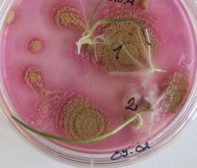 173 56. ábra. Mikotoxinogén gombák előfordulásának gyakorisága hazai kukoricán (2013) Fusarium sp. Aspergillus sp. Penicillium sp. Egyéb fajok 22.