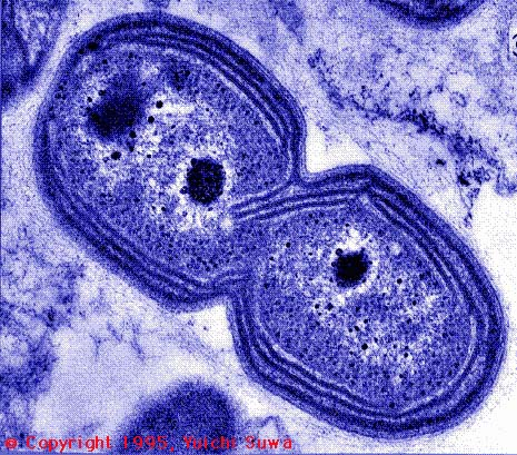 endospóra-képzés nincs - vizekben élnek: kénbaktériumok (fotoszintetizálnak)
