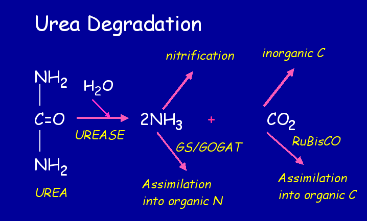 UREÁZ-REAKCIÓ Az urea (karbamid) lebontását katalizálja NH 3 -ra és CO 2 -ra A keletkező NH 3 megnöveli a ph-t, ezzel a fenolvörös