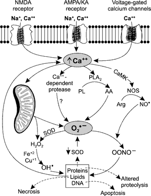 Glia-neuron interakció Metabolikus együttműködés ROS (reactive oxygen species) reaktív oxidatív szabadgyökök Hidroxilgyök OH Szuperoxidgyök O 2 Nitrogénoxid-gyök NO Lipidperoxil-gyök LOO