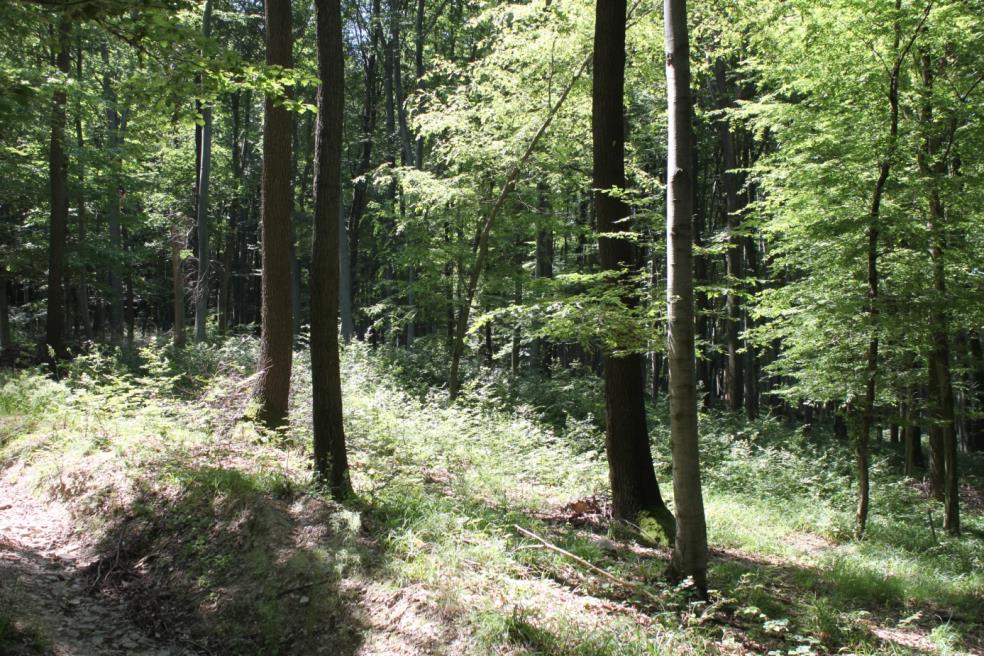 3. ábra: Szászvár 39/F erdőrészlet 2. számú lékje 210 4.