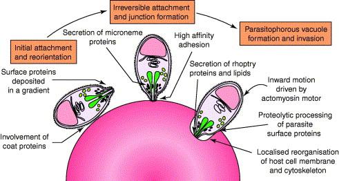 A Plasmodium fajok szerkezete 1-polaris gyűrű, 2-conoid,