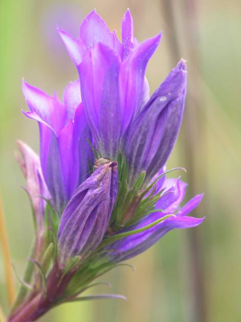 12. kép: Kornistárnics (Gentiana pneumonanthe) 14.