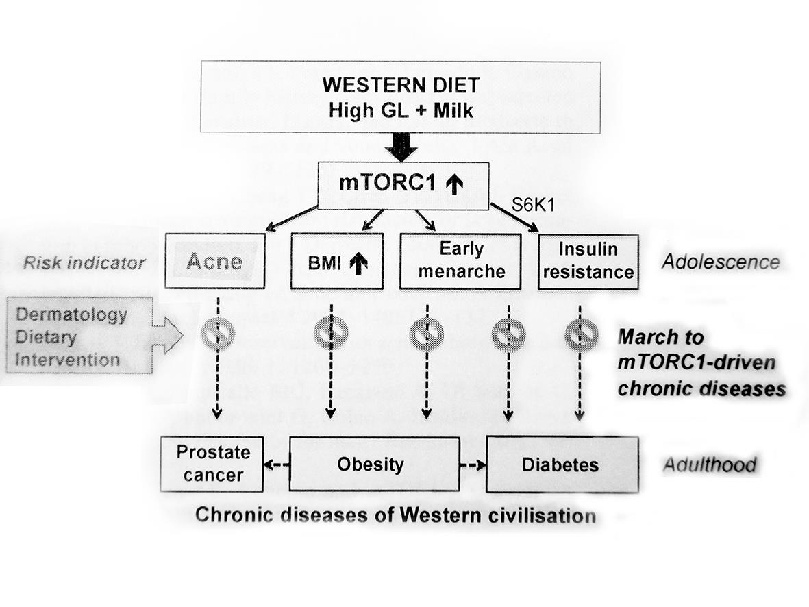 m szerepe protein kináz működést regulál táplálékbeviteltől függően Melnik BC et al: Acne: risk