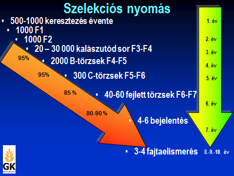 51 A legjobban szereplő törzseket ezután négyismétléses kísérletben ( C kísérlet) vizsgáljuk. Ekkor már minden törzsnek van vetőmag-szaporítása és minimálisan 48 kalászutódsora.