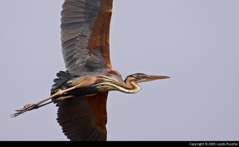 Rend: Gólyaalakúak Család: Gémfélék Faj: Szürke gém (Ardea cinerea) Vadászhatóság: védett Felismerés kb.