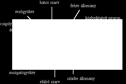Az előbbit a szem, az utóbbit a bőr érző idegsejtjei fogják fel.