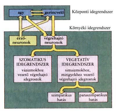 A végrehajtó szervekből is kiindulnak idegrostok a központi idegrendszer felé, amelyek a szabályozókörök visszajelentő működését látják el.