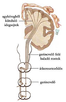 4.8. A szabályozás 4.8.1. idegrendszer 17/60 39.