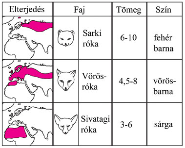 6. Öröklődés, változékonyság, evolúció 43/60 Mocsaras, nedves élőhelyeken a nagy levélfelületű, széleslevelű pázsitfűfélék szelekciós előnyben vannak a keskenyebb levelűekkel szemben.