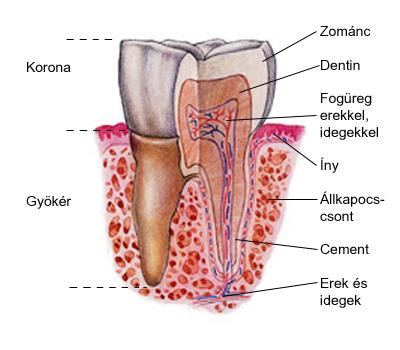 A vastagbélben erjesztő és rothasztó baktériumok élnek (cellulóz bontását, B- és K-vitamin képződését végzik, bélgázok keletkeznek). Itt történik a víz, sók és vitaminok felszívása.