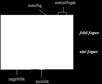 4.4. A táplálkozás (4. B; 5. B) 6/60 III.