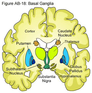 Motiváció, érzelmek kialakulásáért felelős agyterületek Bazális ganglionok: Törzsdúcok: kéreg alatti szürkeállomány.