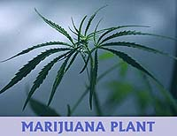 Marijuana: Hallucinoénekhez hasonló, de enyhébb hatás Klasszikus kapu-drog.