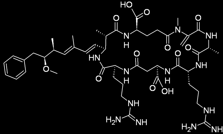 A P. rubescens virágzásból izoláltunk egy laboratóriumban fenntartható törzset (BGSD-500), aminek folyamatosnak mondható toxintermelésének mértéke különbözött a vízvirágzásban mért MC mennyiségi