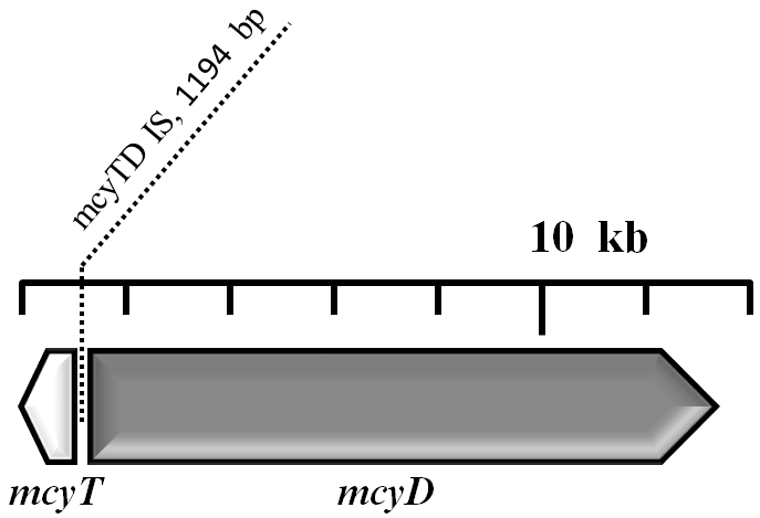 Asp 3, Mdha 7 ]MC RR variánst termelte, viszont analíziseink alapján csupán ötödannyi mennyiségben, mint a természetes tömegproduktum esetében volt mérhető (8,57 mg/g az vízvirágzásban és 1,85 mg/g