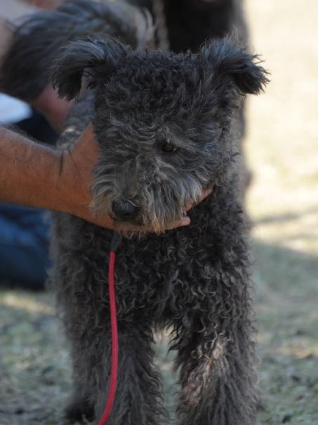 SZUKÁK / FEMALE FIATAL - JUNIOR SORSZÁM KUTYA TKV-I SZÁM SZÜLETÉSI IDŐ 15 Hömökdömbi-Mörgö Anci Pm 61/14 2014.03.