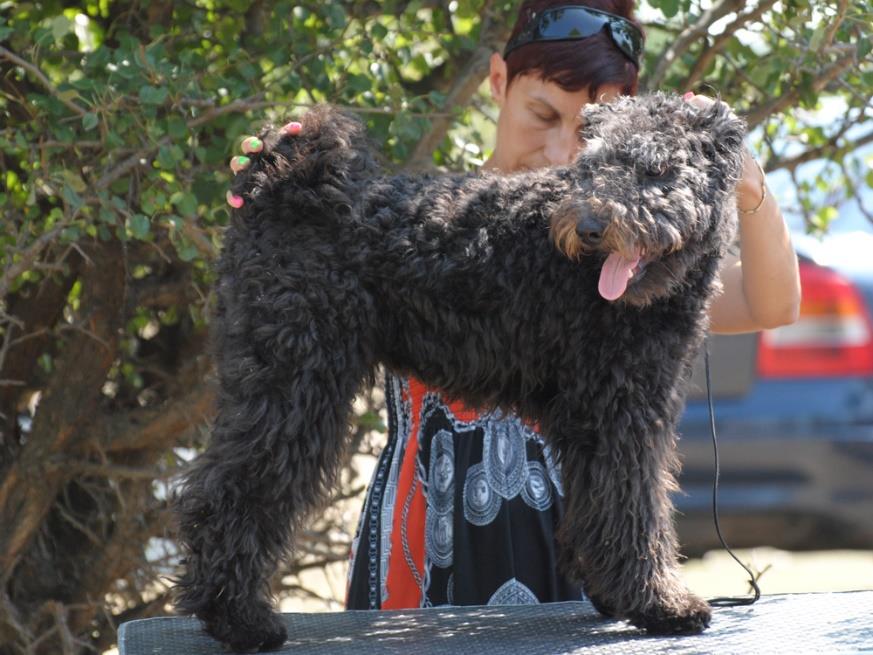 KÖLYÖK - PUPPY SORSZÁM KUTYA TKV-I SZÁM SZÜLETÉSI IDŐ 03 Pilisi-Kö cös Muzsiká Pm 222/15 2015