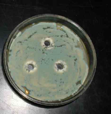 4.3. A Kluyveromyces lactis Penicillium expansum-ra kifejtett gátlásának hatásmechanizmusa 4.3.1. Kluyveromyces lactis által termelt anyagok hatása 4.3.1.1. Antibiotikus anyagok termelése Kl.