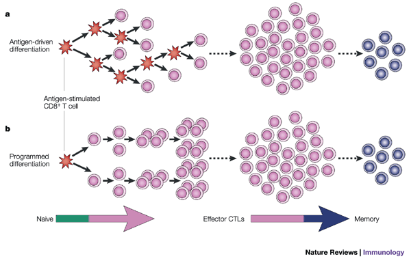 Perifériás CD8 T