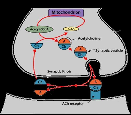 2. Neurotranszmitter modell 43 Kolinerg hipotézis anyagcsere kolin + ac-koa acetilkolin kolin-acetil transzferáz