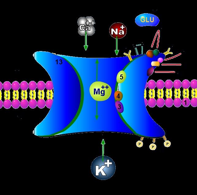 2. Neurotranszmitter modell 44 Glutamát hipotézis receptorok: metabotróp ionotróp (pl.