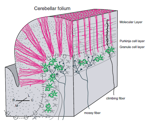 !) Purkinje/Bergmann glia BGC: Bergmann glial cells PC: Purkinje cell ml: molecular layer AC: