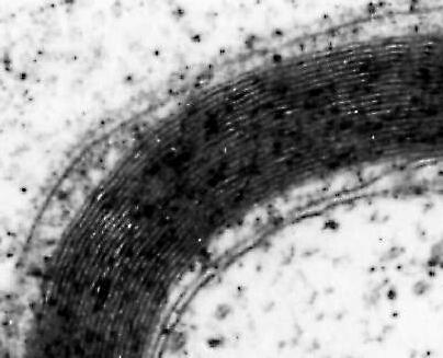 Oligodendrocita myelin Development of oligodendroglial cells