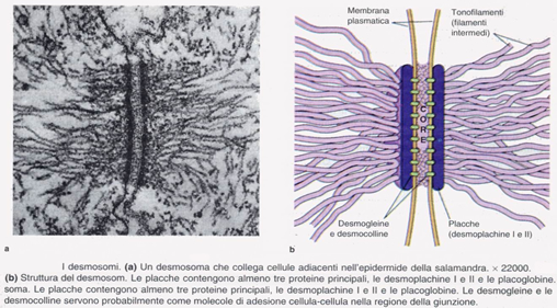 Intermedier filamentumhoz: macula