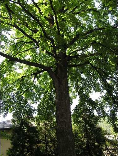 CORYLUS