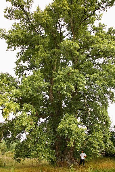 POPULUS NIGRA