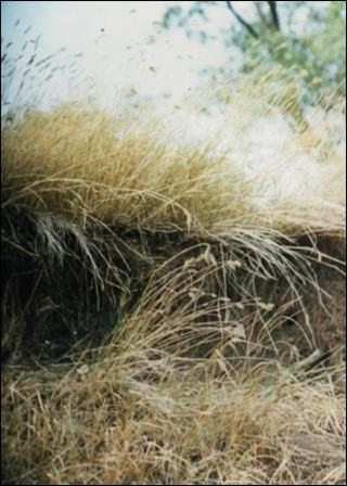 FESTUCA RUBRA