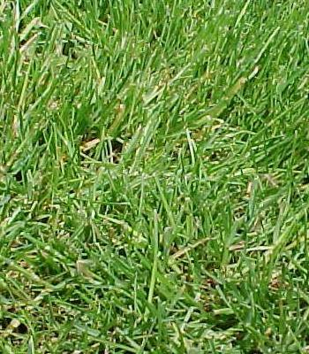 AGROPYRON